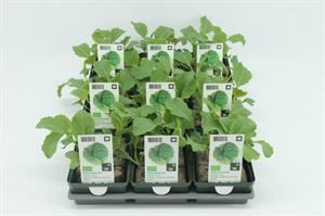 Afbeelding van Kool. Groene kool Bio Set(x9)